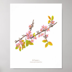 Poster Salingogon (Cratoxylum formosum) Ph Fleurs foresti