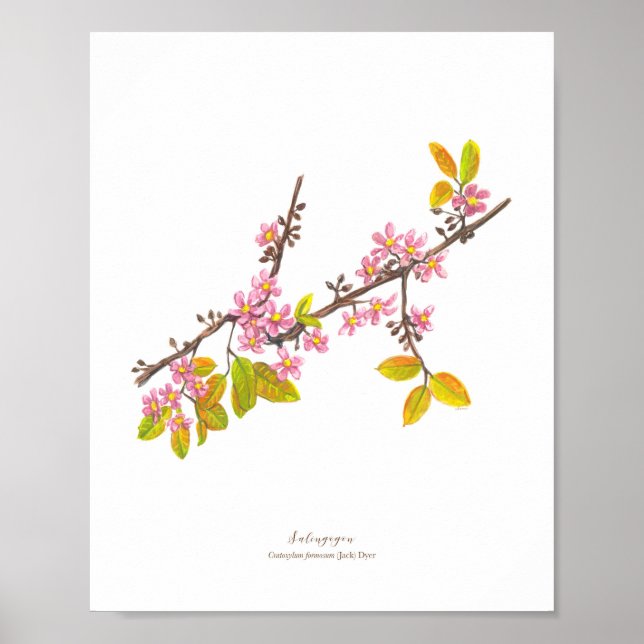 Poster Salingogon (Cratoxylum formosum) Ph Fleurs foresti (Devant)