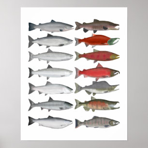 Poster Salmon