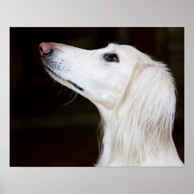 Poster Saluki se lève (Devant)