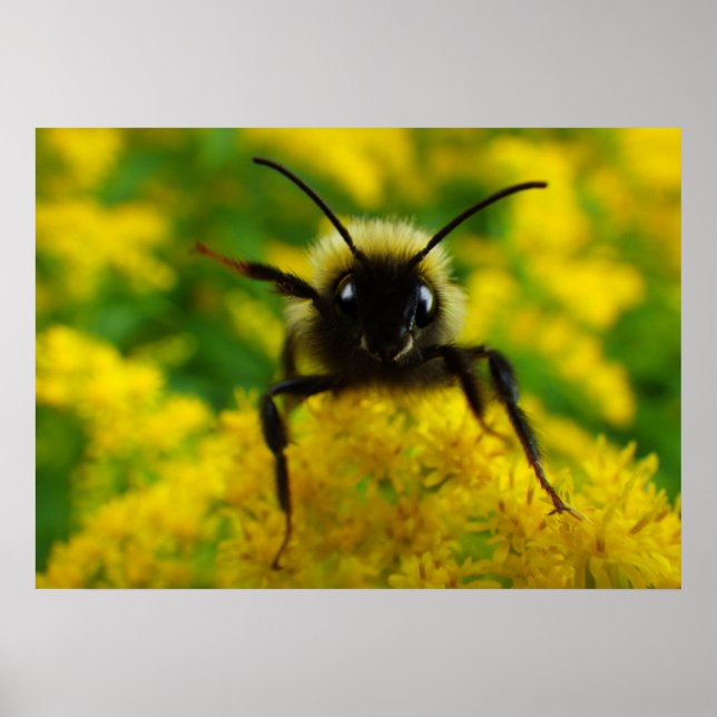 Poster Salut au public (Devant)