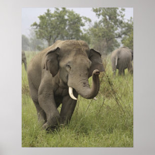 Poster Salutation de l'éléphant d'Asie indien