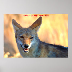 Poster Salutations de Noël Mon Vieux Coyote