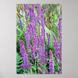 Poster Salvia pourpre Roumanie de gisements de fleur