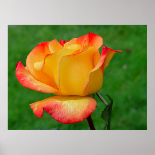 Poster Samba hybride de Rio de rose de thé