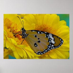 Poster Sammamish, Washington. Papillons tropicaux 38