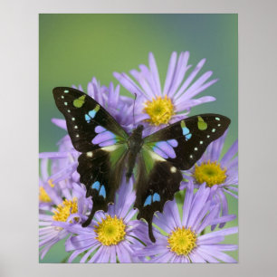Poster Sammamish Washington Photo de Papillon sur 4