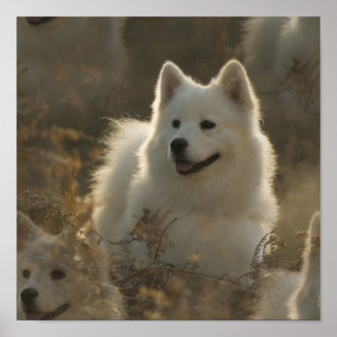 Poster Samoyed Dog Breed