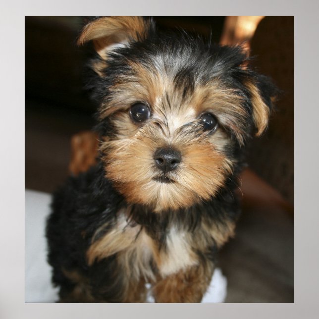 Poster Sampson (Devant)