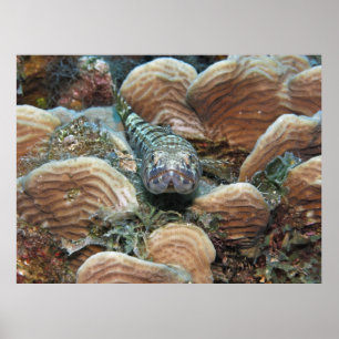 Poster Sand Diver in the Coral