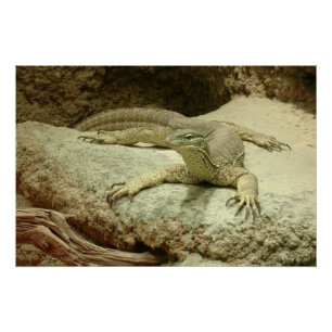 Poster Sand goanna