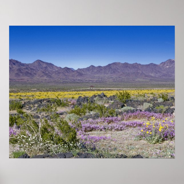 Poster Sand Verbena & Desert Gold à Amboy Crater, CA, (Devant)