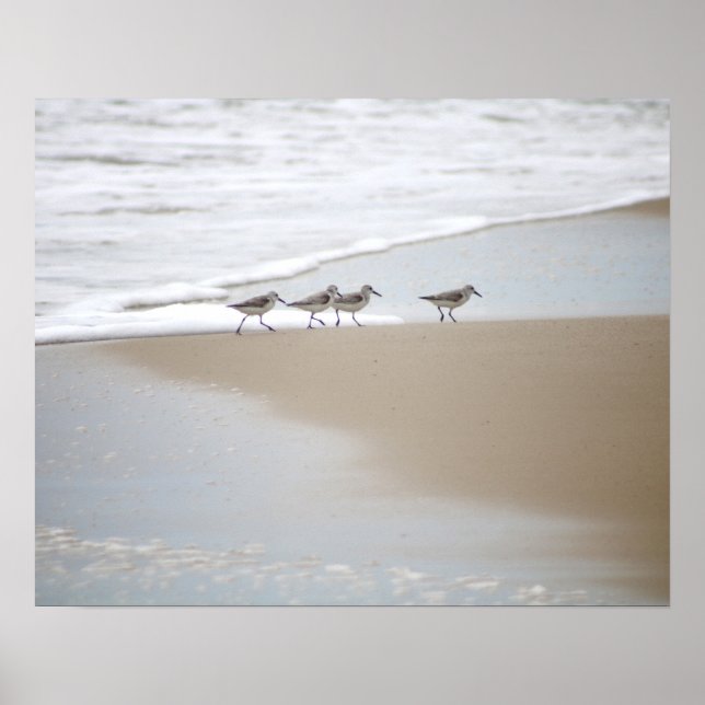 Poster Sanderlings Marcher sur la plage Couleur 16x20 (Devant)