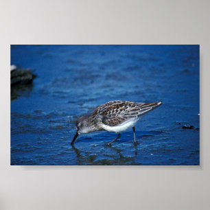 Poster Sandpiper occidental