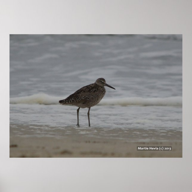 Poster Sandpiper V (Devant)