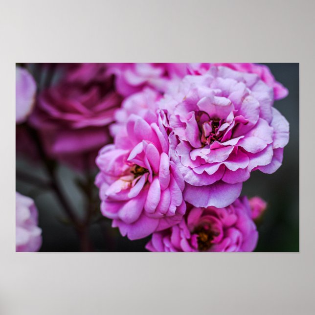 Poster Sanfte rosa Rosen  (Vorne)