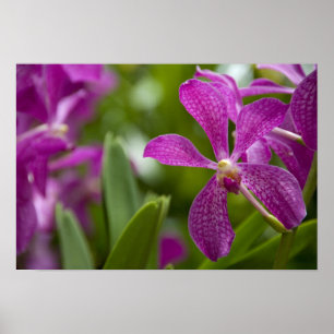 Poster Sanskrit de Singapour pour Lion City). National