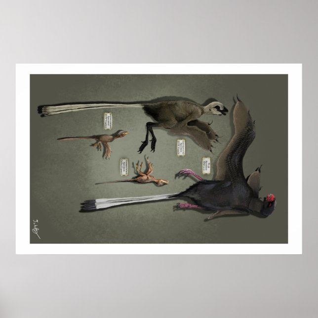 Poster Sansoriopterygides de taille de vie (Devant)