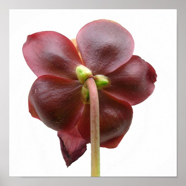 Poster Sarracenia purpurea Pitcher Fleur Plante (Devant)