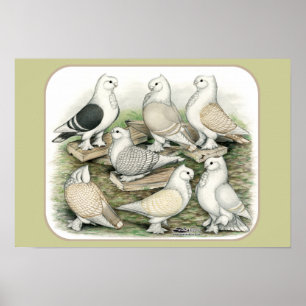 Poster Satinettes de pigeons de frill classique