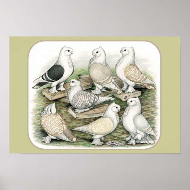 Poster Satinettes de pigeons de frill classique (Devant)