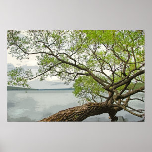 Poster Saule au lac