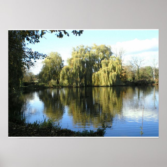 Poster Saule plumant près du lac (Devant)