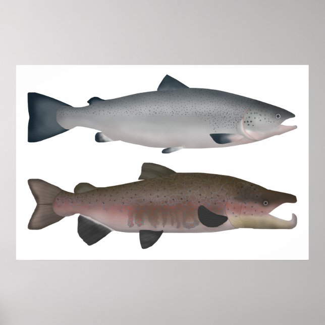 Poster Saumon de l'Atlantique - Phases océaniques et fray (Devant)