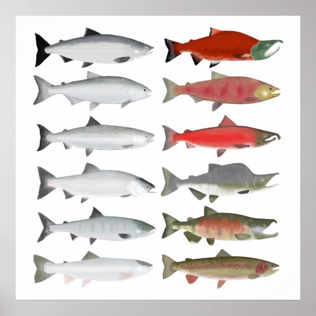 Poster Saumon du Pacifique - Phases océaniques et frayère (Devant)