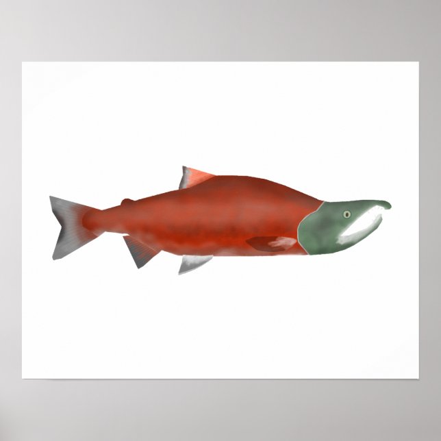 Poster Saumon Sockeye - Phase de frai (Devant)