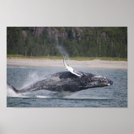 Poster Sauter la photo d'une baleine