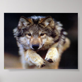 Poster Sauter le loup