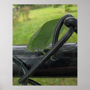 Poster Sauterelle verte sur une clôture noire