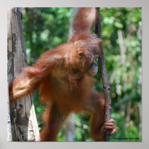 Poster Sauvez la faune du Bornéo d'orangs-outans