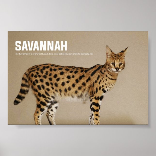 Poster Savannah Cat Breed (Devant)