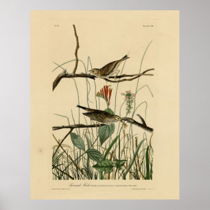 Poster Savannah Finch (Bruant) Audubon Birds of America