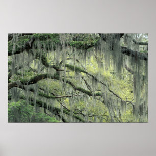 Poster Savannah, Géorgie, arbre de chêne vivant drapé de
