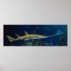 Poster Sawfish saisissant
