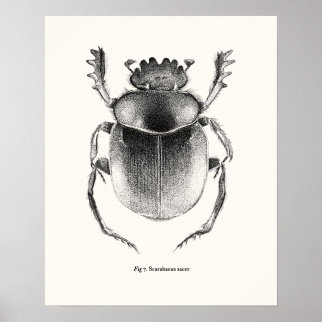 Poster Scarab Sacré géant - Scarabaeus sacer (Devant)