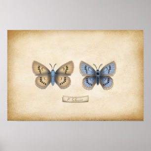 Poster Scarce Large Blue Butterfly Naturalist Specimen Po