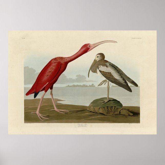 Poster Scarlet Ibis - de Audubon's Birds of America (Devant)