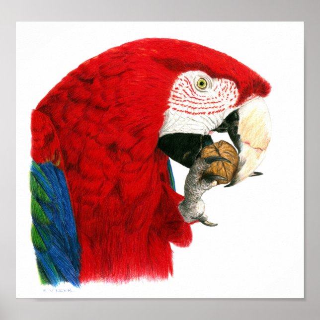 Poster Scarlet Macaw (Devant)
