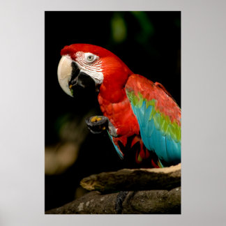 Poster Scarlet Macaw