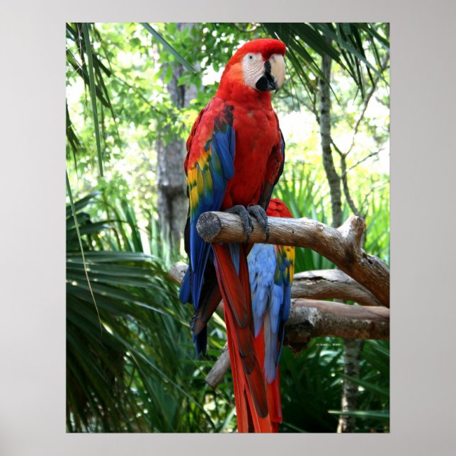 Poster Scarlet macaw, macaw rouge conception photographiq (Devant)