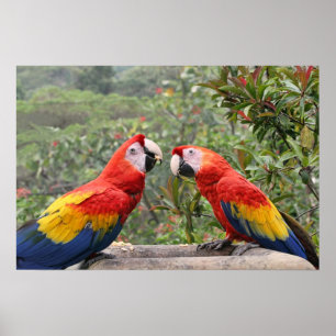 Poster Scarlet Mackaws