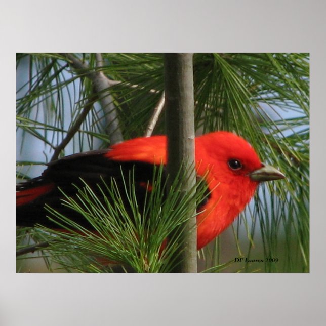 Poster Scarlet O'Tanager (Devant)