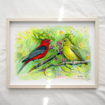 Scarlet Tanager Birager Aquarelle Art Imprimer