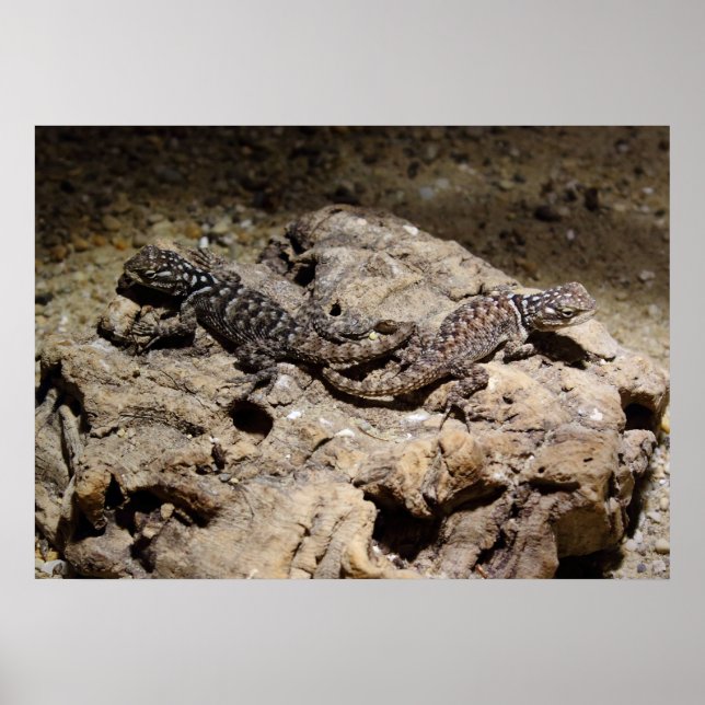 Poster Sceloporus cyanogenys (Devant)