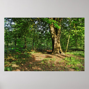 Poster Scène De Bois. Blackweir Woods, Cardiff