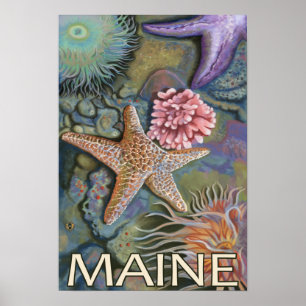 Poster Scène de MaineTidepool